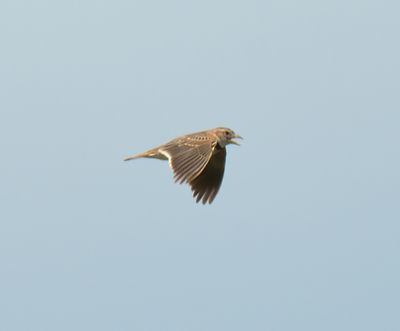 Calandra Lark 