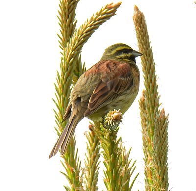 Cirl Bunting 