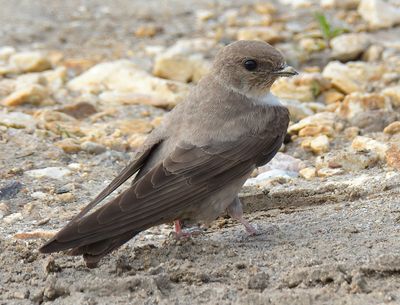 Crag Martin 