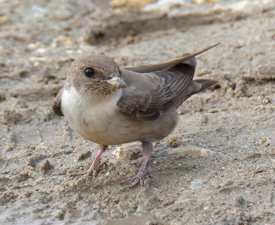 Crag Martin 