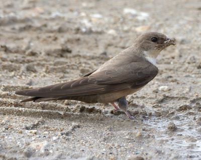 Crag Martin 