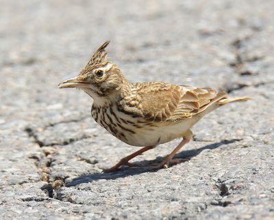 Crested Lark 