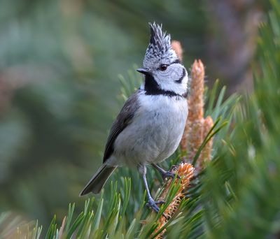 Crested Tit 