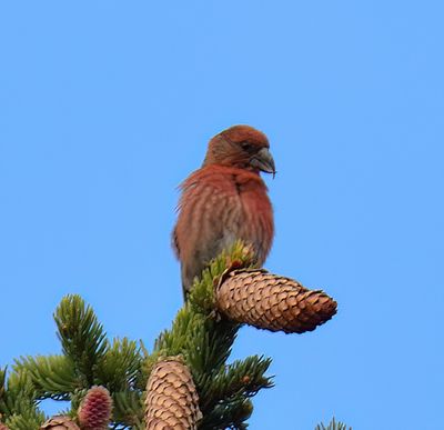 Common Crossbill