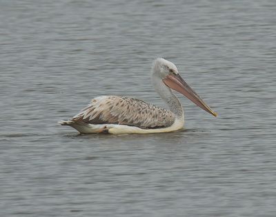 Dalmation Pelican 