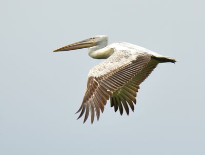 Dalmation Pelican 