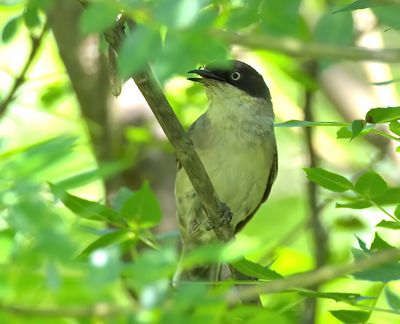 Eastern Orphean Warbler