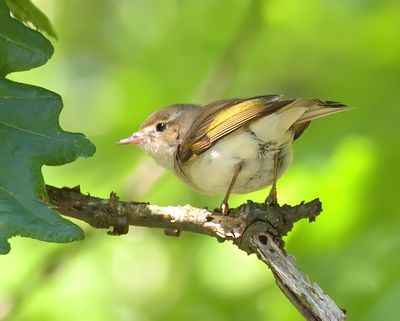 Eastern-Bonelli's Warbler 