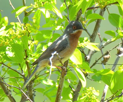 Eastern Subalpine Warbler 