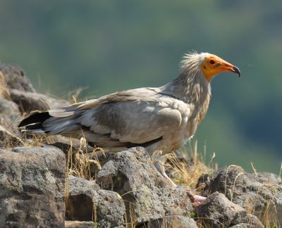 Egyptian Vulture 