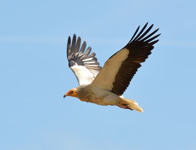 Egyptian Vulture