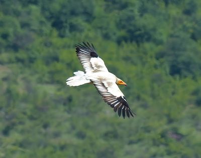 Egyptian Vulture 