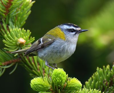 Firecrest 