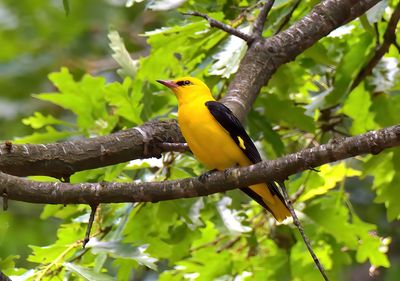 Golden Oriole