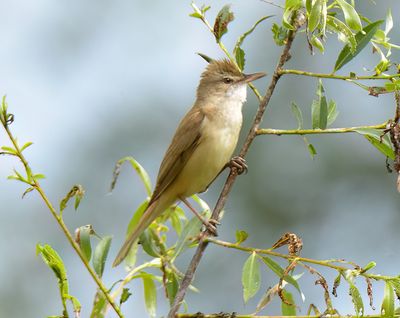 Great Reed Warbler 