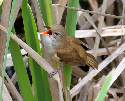 Great Reed Warbler 