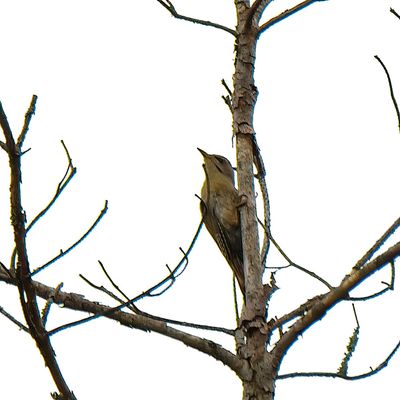 Grey-headed Woodpecker 