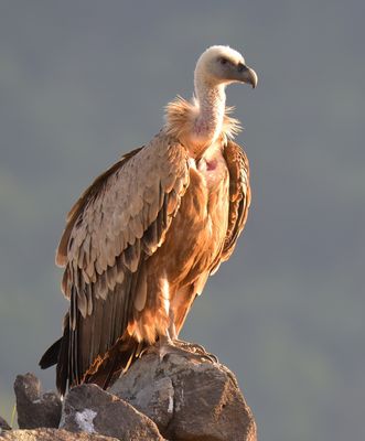 Griffon Vulture 