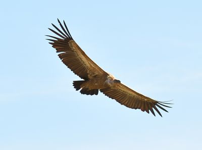 Griffon Vulture 