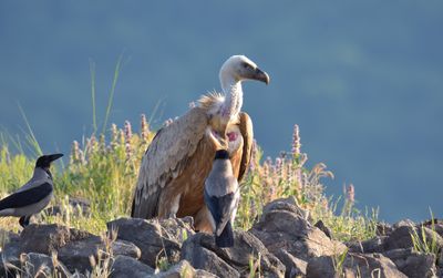 Griffon Vulture 