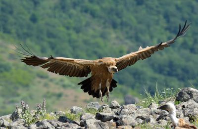 Griffon Vulture