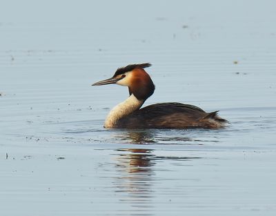 Great crested Grebe 