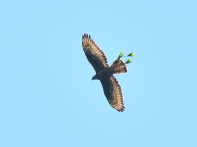 Honey Buzzard