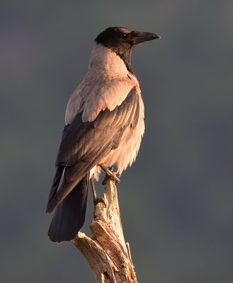 Hooded Crow 