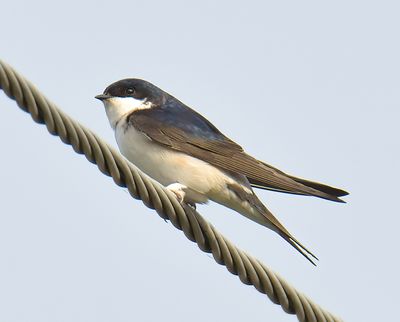 House Martin 