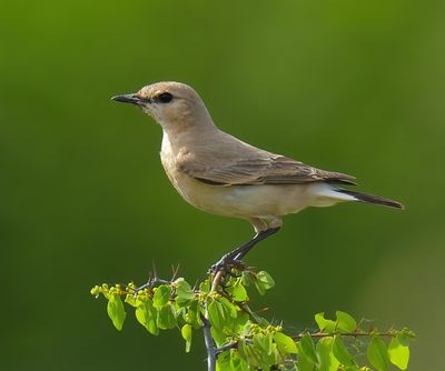 Isabelline Wheatear 