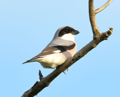 Lesser Grey Shrike 