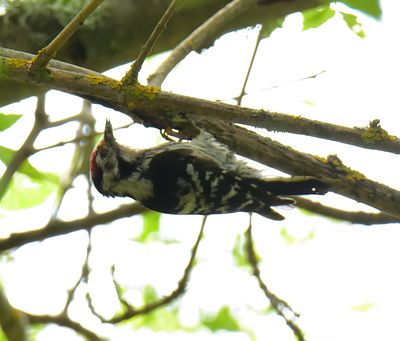 Lesser spotted Woodpecker