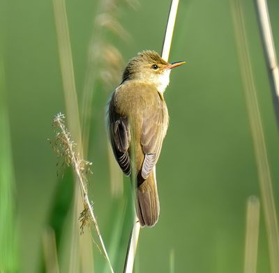 Marsh Warbler 