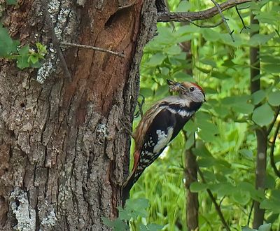 Middle-spotted Woodpecker