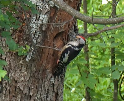Middle-spotted Woodpecker 