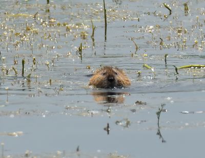 Muskrat 