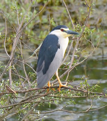 Night Heron 