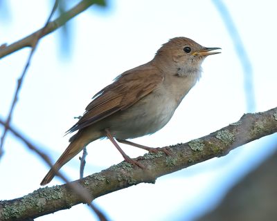 Nightingale 