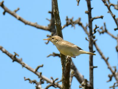 Olive-tree Warbler 