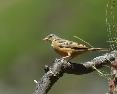 Ortolan Bunting