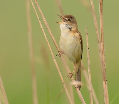 Paddyfield Warbler 