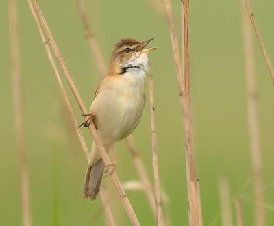 Paddyfield Warbler
