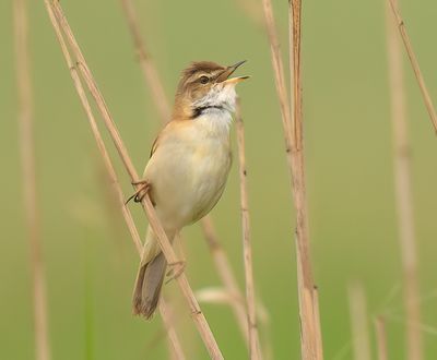 Paddyfield Warbler 