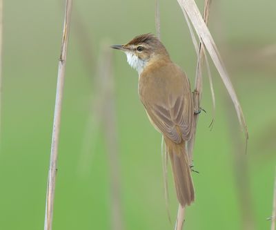 Paddyfield Warbler 