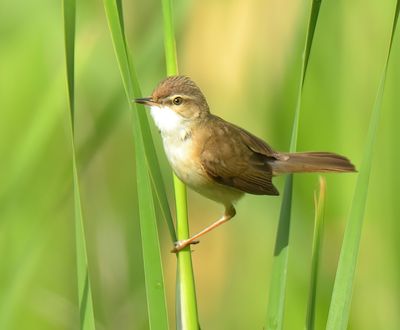Paddyfield Warbler