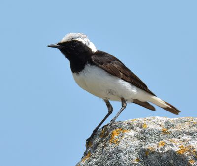 Pied Wheatear 