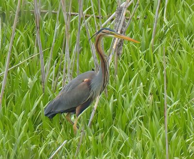 Purple Heron 