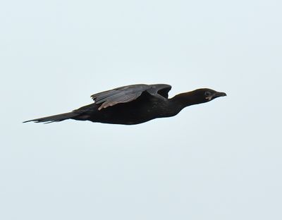 Pygmy Cormorant 