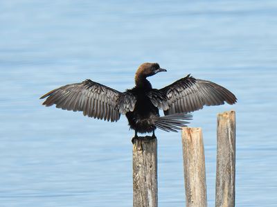 Pygmy Cormorant 