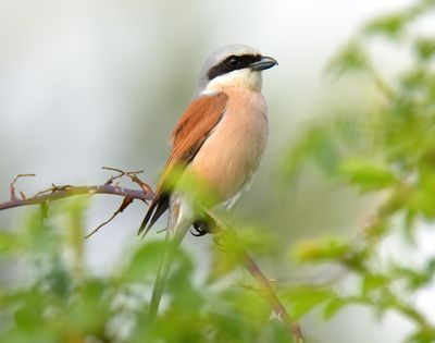 Red-backed Shrike 